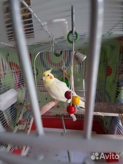 Передержка домашних питомцев