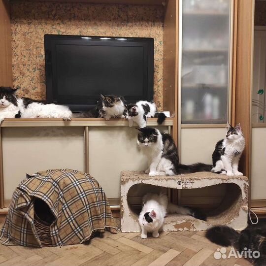 Выгул, зооняня, догситтер