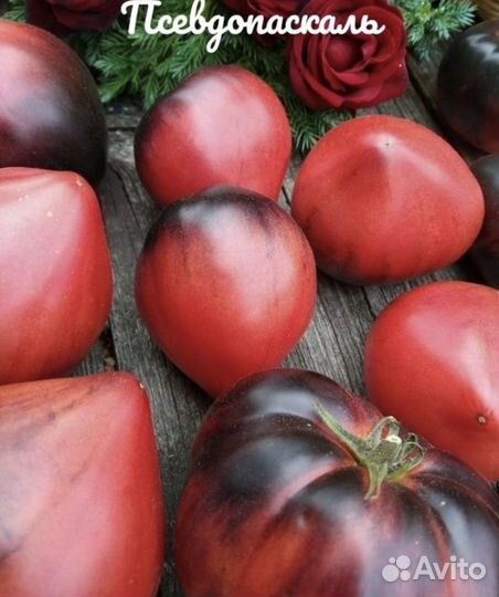 Рассада томатов коллекционных сортов