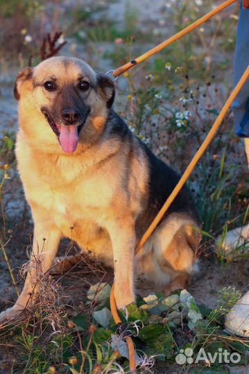 Собаки в дар