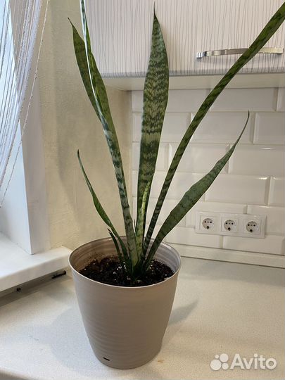 Комнатные растения