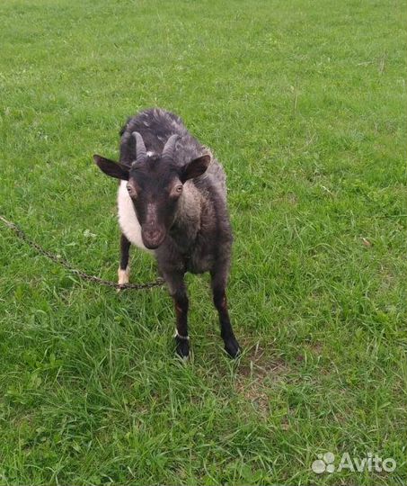 Продаются 2 молодые козочки