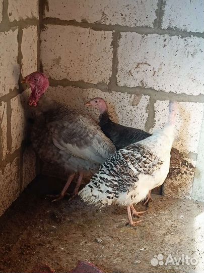 Семья индюков