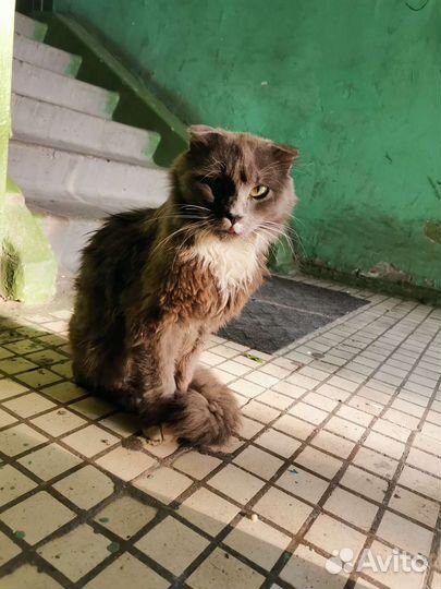 Кошка ищет семью