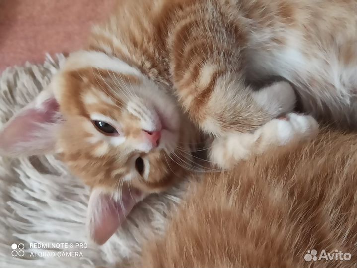 Продаются котята