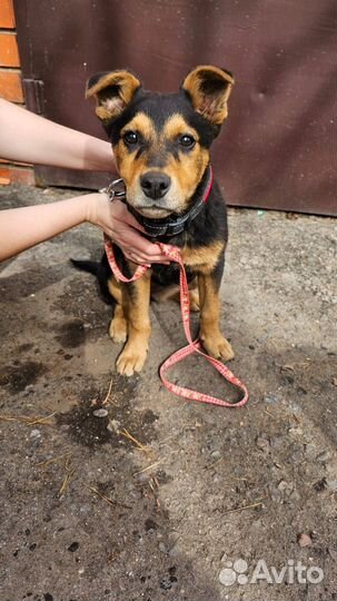 Собака щенок девочка в добрые руки