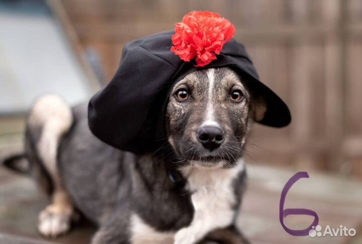 Щенки бесплатно