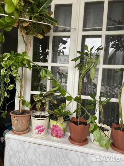 Комнатные цветы