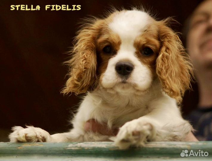 Кинг чарльз спаниель