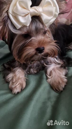 Счастье в дом