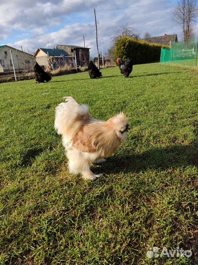Петухи и куры Йокогама, Кохинхины, Лакендази