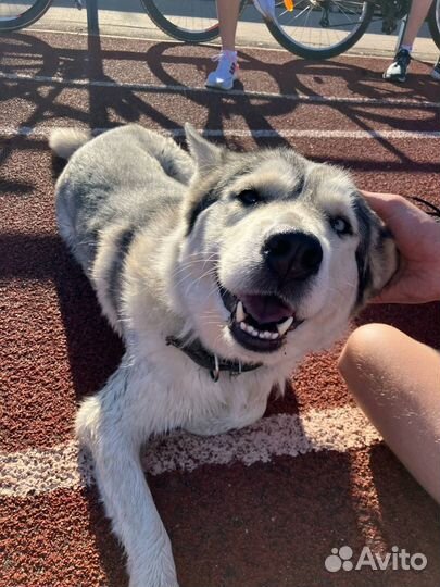 Найдена собака хаски