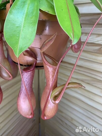 Непентес Кувшиночник Хищное растение