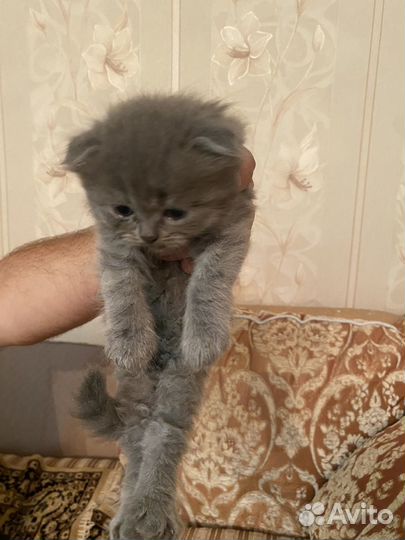 Шотландские котята