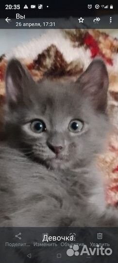 Котята в добрые руки
