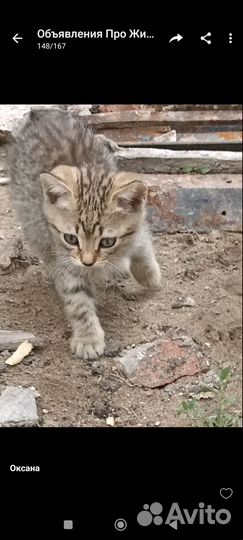 Котята отдам в добрые руки бесплатно
