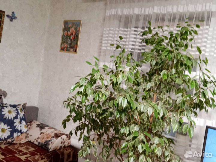 Фикус бенджамина пестролистный
