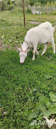 Телки, козы