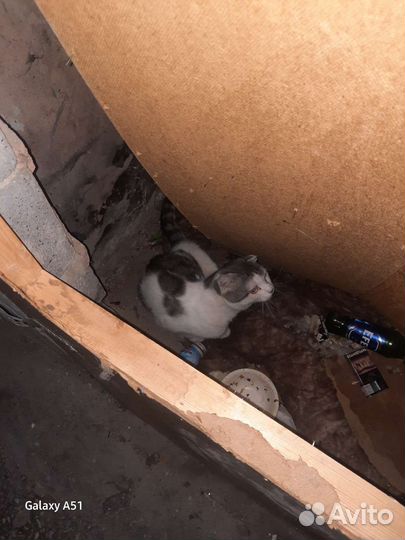 Котик