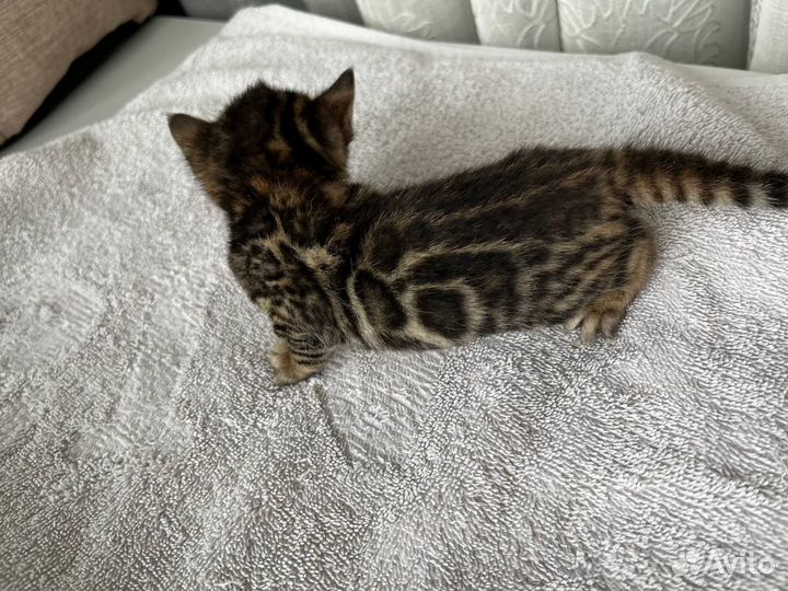 Бенгальские котята