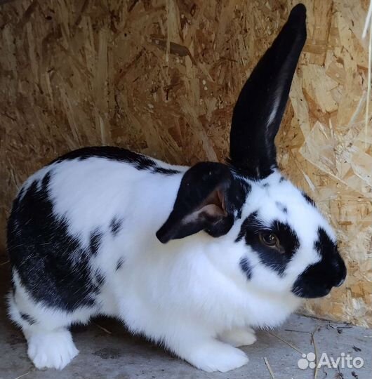 Кролики мои любимые
