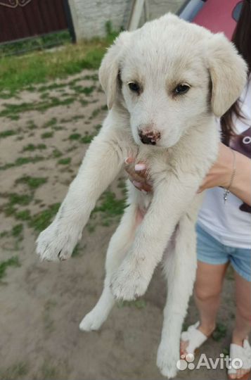 Щенок в добрые руки