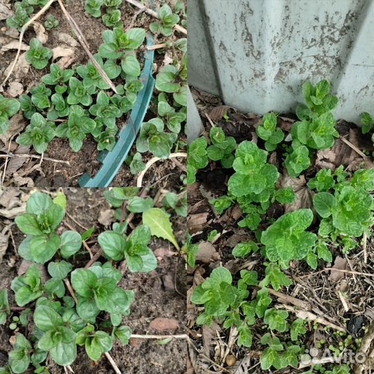 Растения для сада