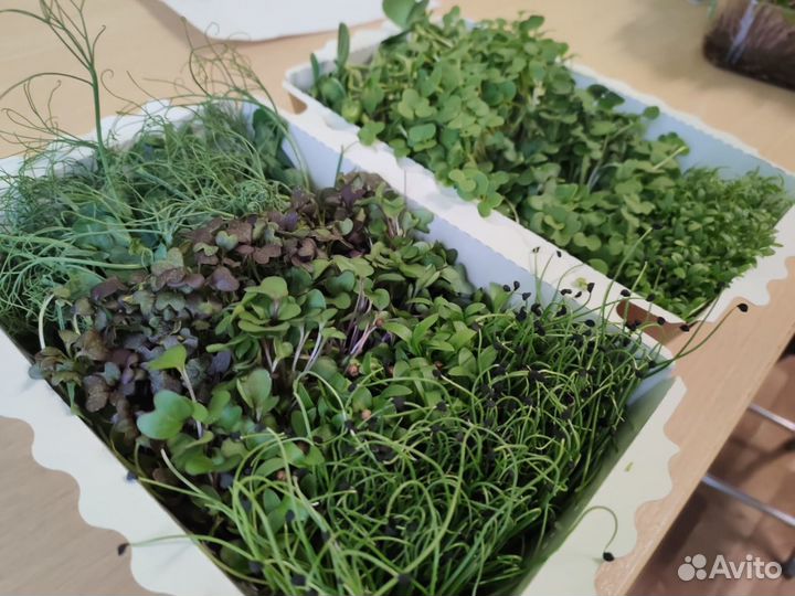 Микрозелень ассорти 10 культур в срезе
