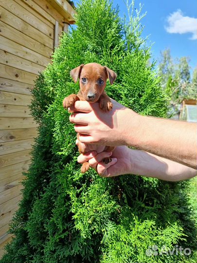 Цвергпинчер щенки с документами