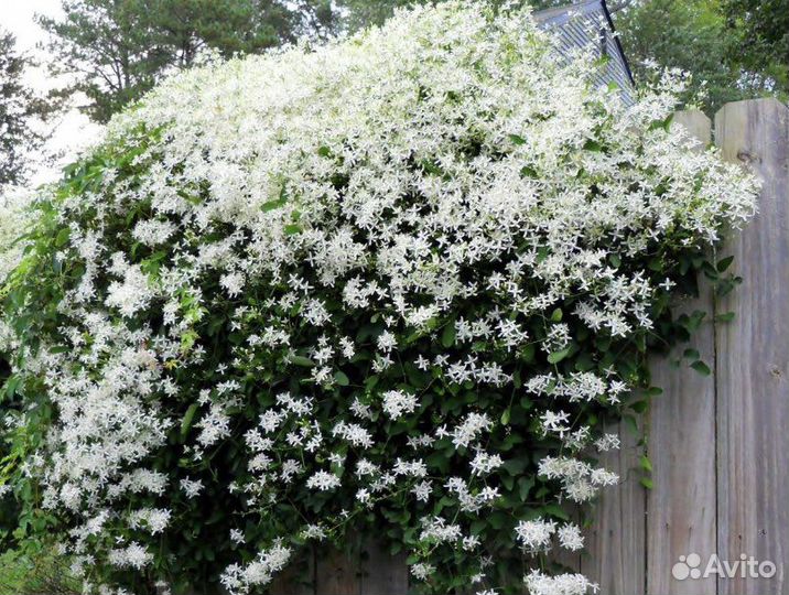 Клематис саженцы