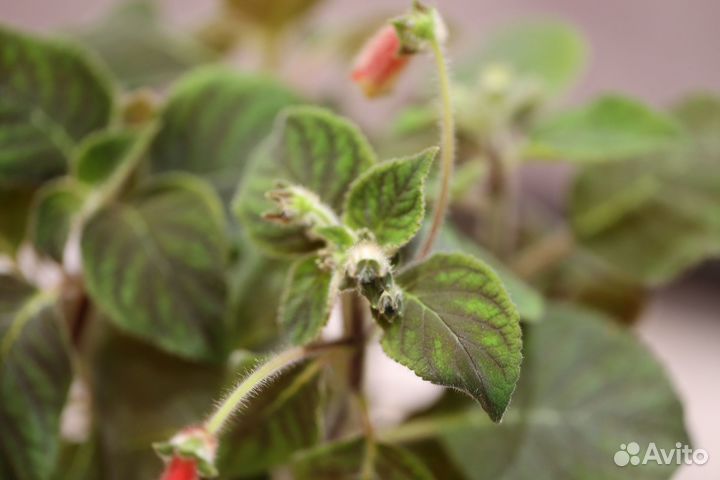 Колерия цветущее домашнее растение