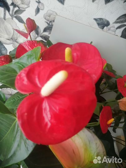 Антуриум Минесота