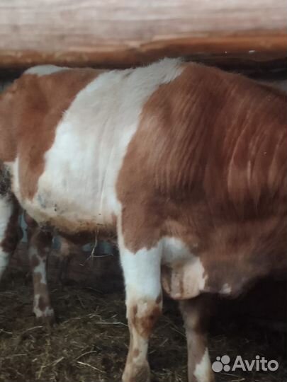 Быки на мясо