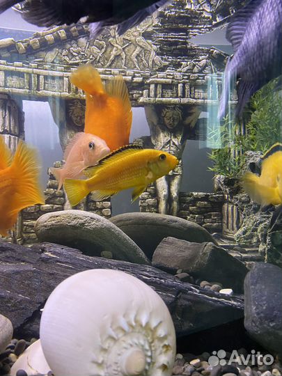 Цихлида еллоу