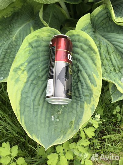 Хоста гигантская