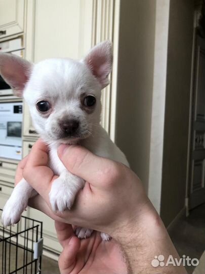 Щенки чихуахуа мини