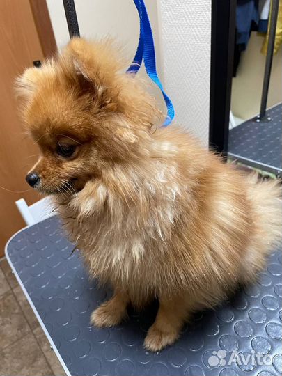 Стрижка собак на дому шпиц