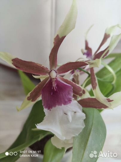 Орхидеи цветущие