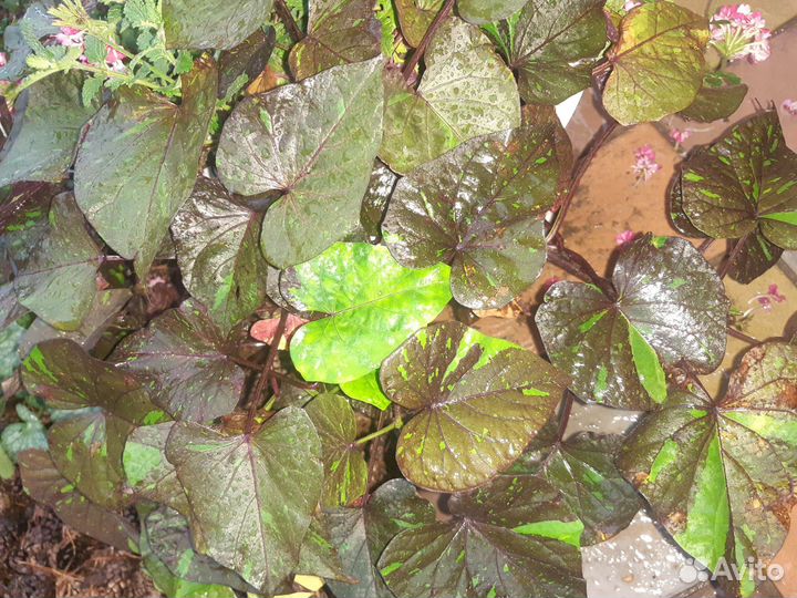 Ипомея батат