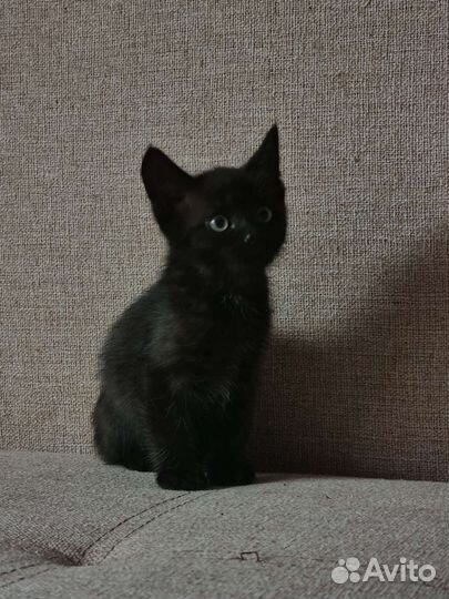 Черный котенок в добрые руки