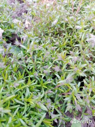 Флокс шиловидный