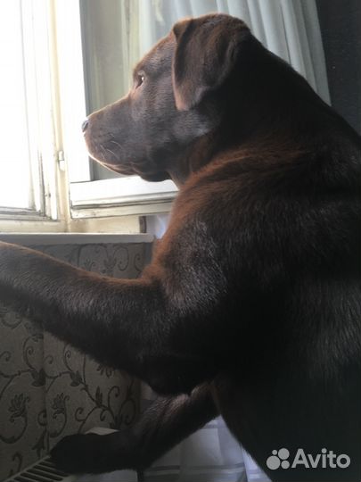 Вязка лабрадора