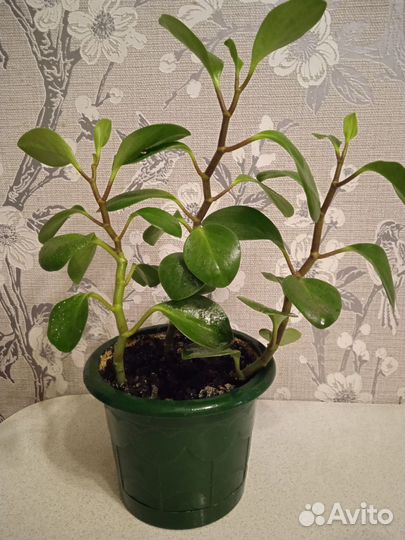 Комнатные цветы