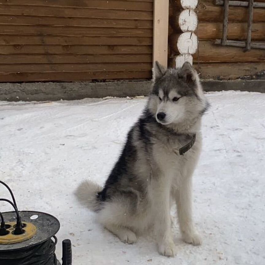 Собака хаски бесплатно