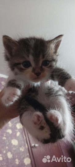 Кошка в дар бесплатно