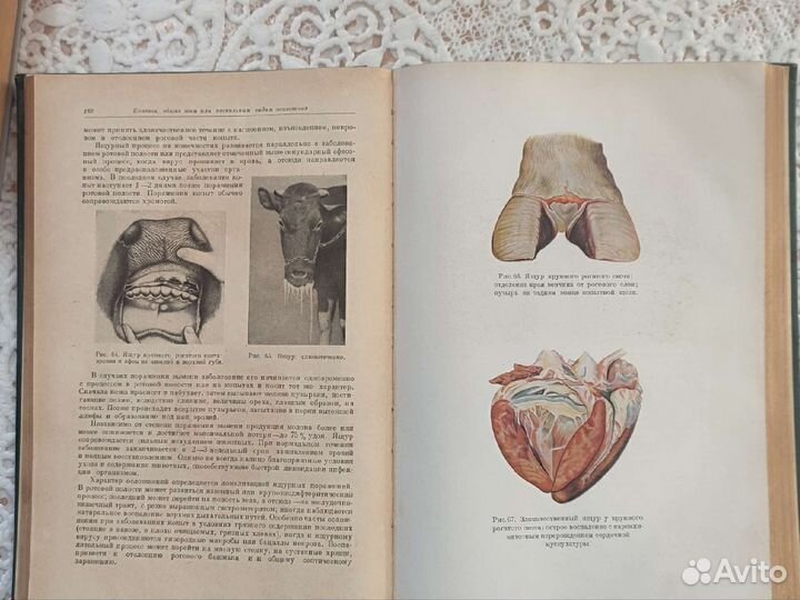 Частная эпизоотология