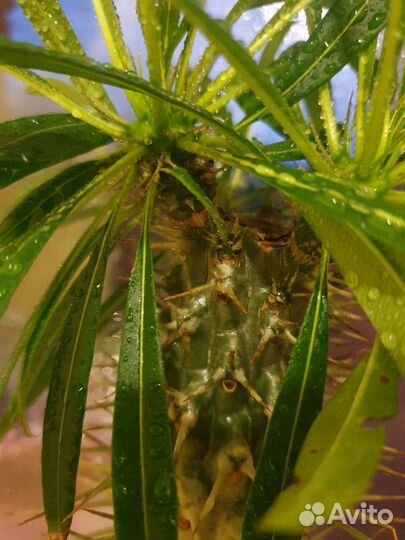 Пахиподиум ламера