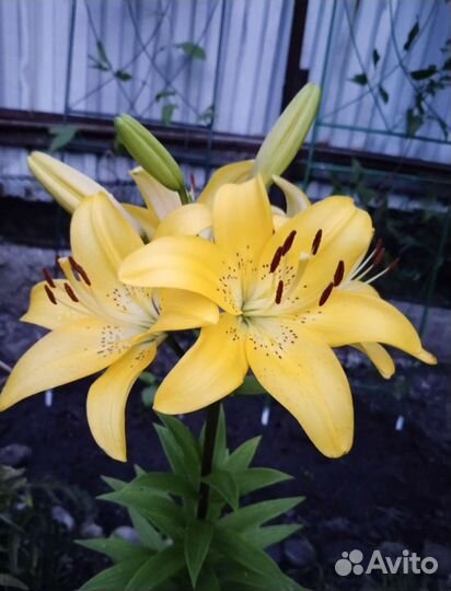 Лилия желтая