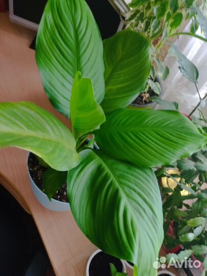 Спатифиллум (женское счастье)