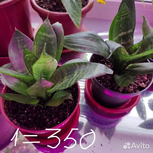 Сансевиерия декоративная